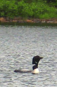 Loon